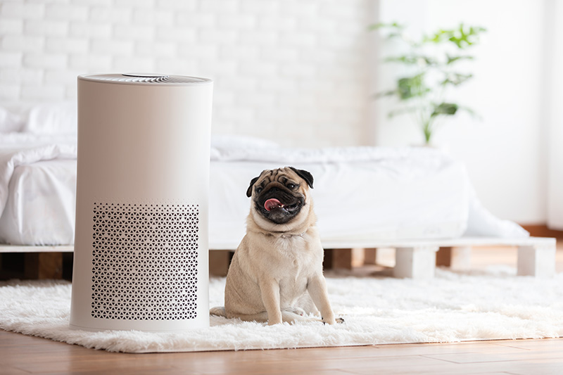 Do I Really Need An Air Purifier In My Home?